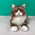 Plush Norwegian Forest Cat-Handmade Life-Size Companion & Pet Memorial